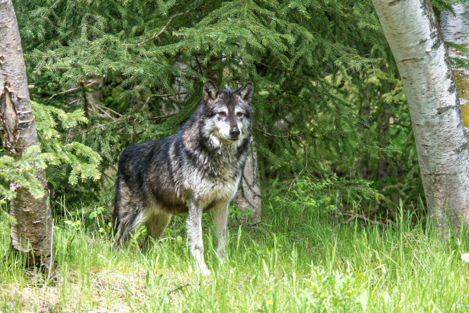 Grey Wolf In the Woods